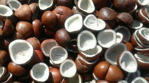 เนื้อมะพร้าวแท้ 100% |   ผงเนื้อมะพร้าวออร์แกนิกสำหรับการผลิตขนมหวาน - Product Image 4