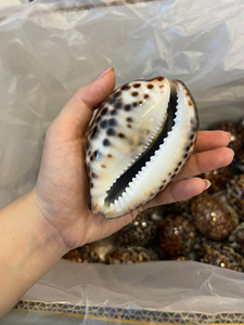 <b>Large</b> Polished Natural Leopard Cowrie Seashell Glossy Spotted Porcelain Shell Home Decor Table Ornament Supplier - Macy - Product Image 6
