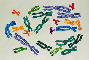 ชุดโมเดลโครโมโซม โครโมโซม DNA สีสันสดใส อุปกรณ์ช่วยสอน วิทยาศาสตร์การศึกษา อุปกรณ์ทดสอบการสาธิต - Product Image 1