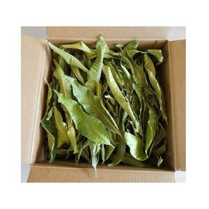 Feuilles de mangue séchées naturelles, thé en vrac pur de mangue, offre spéciale, prix abordable, 5OZ 10OZ 12OZ, emballage personnalisé sous vide de feuilles de mangue - Product Image 2