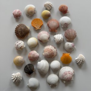 Aimants décoratifs pour réfrigérateur, accessoires de cuisine et de maison, aimants personnalisés en forme de coquillages - Product Image 2