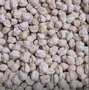 Chana Kabuli Orgánica de Primera Calidad, Seca, a Granel, Tamaño Uniforme y Audaz, Limpia, Disponible para Fabricación de Snacks a Bajo Precio - Product Image 3