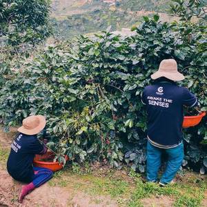 Granos de Café Verde Arábica Catimor Vietnamita, Proceso Natural, Talla 16, Grado Especial, 40 kg, Nueva Cosecha, 18 Meses de Vida Útil - Product Image 5