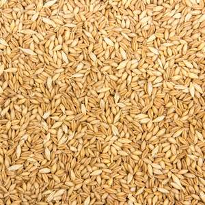 Grains d'orge maltée à haute teneur en DP / Grains d'orge décortiquée pour la vente en gros, semences d'orge / aliments pour animaux, stock en vrac à prix abordable - Product Image 2