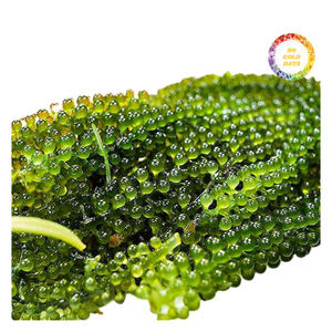 Uvas de Mar de Origen Vietnamita, Suministro de Alta Calidad - Product Image 2
