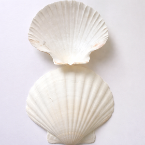 Coquille Saint-Jacques/Coquille de mer pour artisanat et décoration intérieure en provenance du Vietnam au meilleur prix Mme ALINA - Product Image 4
