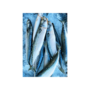 ปลาแมคเคอเรล skipjack แช่แข็งสำหรับผู้ซื้ออาหารทะเลจำนวนมาก - Product Image 1