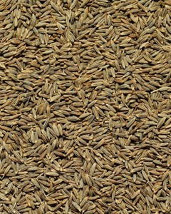 Graines de cumin entières de qualité supérieure naturelle, en vrac, épices sèches naturelles, fournisseurs de confiance, traitement du type Cassia brut - Product Image 2