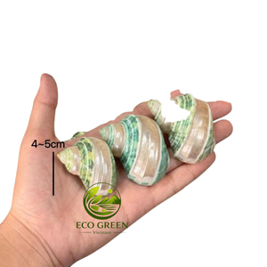 Handpicked Natural Turbo Seashells with Iridescent Shine for <b>Hermit</b> <b>Crab</b> <b>Shells</b> Aquarium Decor Beach Wedding Crafts Wholesale - Product Image 2