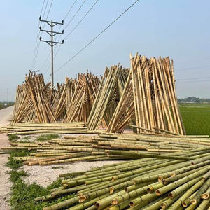 Varas de Bambú de Vietnam Ecológicas de Alta Calidad al por Mayor, Estacas de Bambú, Precio de Caña de Bambú - Product Image 6