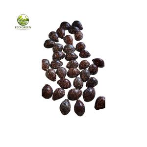 เปลือกหอยลายเสือขัดเงา ยี่ห้อ Leporicypraea Mappa S Cypraea Argus Eyed ของแท้จากเวียดนาม สำหรับงานฝีมือและของตกแต่ง ขายส่งจากโรงงาน - Product Image 6