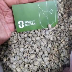 Grains de café vert Robusta de qualité supérieure du Vietnam, procédé Honey, pour torréfacteurs Sinh Nguyen Coffee, 60 kg/sac - Product Image 2