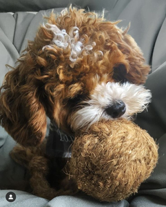 Bolas de Fibra de Coco Hechas a Mano para Gatos – Solución Ecológica para Mascotas - Product Image 4