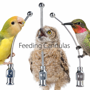 Cánulas de Alimentación para Aves – Hechas de Acero Inoxidable de Alta Calidad - Product Image 4