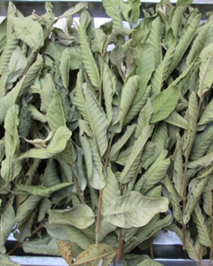 Feuilles de goyave de haute qualité, séchées / nettoyées et transformées / idéales pour les tisanes et les produits de bien-être - Product Image 5