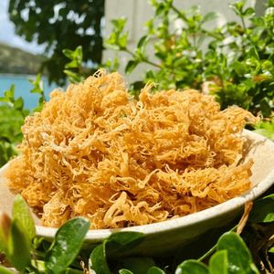 สาหร่ายทะเลยูเชียมา คอตตอนนี พรีเมียม อบแห้ง ทำอาหารหรือเจลสาหร่ายทะเล |   ธรรมชาติ 100% |   ขายส่งเวียดนามแบบ OEM - Product Image 1