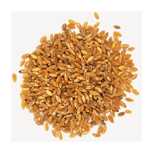 Granos de trigo duro a la venta en grandes volúmenes que garantizan una calidad consistente - Product Image 1