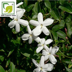 Proveedor Mayorista de Aceite Esencial de Jazmín Grandiflorum Natural para Aromaterapia, Masajes y Productos de Spa - Product Image 3