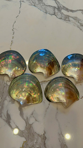 Coquille de nacre à l'éclat opale |   ROSE BIOLOGIQUE JAUNE NOIR |   ARTISANAL 15-30CM - Product Image 5