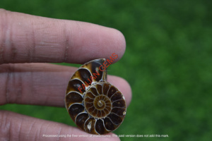 Pendentifs en ammonites polies de haute qualité en gros, pierres naturelles pour la fabrication de bijoux, pierres précieuses Faijan certifiées et personnalisables - Product Image 3
