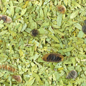 Hojas de Senna Enteras de Calidad Superior, Hojas de Cassia de Alto Grado, Saco de 50 kg, Suministro Global, Hojas de Senna Enteras Secas al Sol Golden Sun - Product Image 5