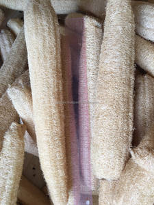 Luffa naturelle 40-45cm, cultivée en ferme au Vietnam, biologique, entière, grandes tailles, sans produits chimiques, pour le bain et la cuisine, luffa du Vietnam - Product Image 3