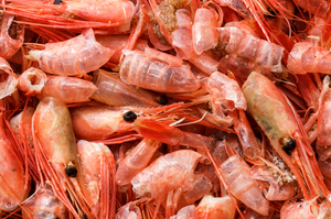 Meilleur choix pour l'alimentation animale à haute teneur en protéines | Poudre de coquille de crevette/coquille de crevette sèche - Product Image 6