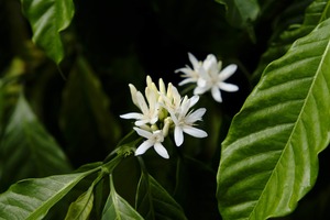 Granos de café Arábica tostados Dalakon Da Lat al por mayor, bolsa de 250g de tueste medio con cafeína y larga vida útil, fabricados en Vietnam - Product Image 4