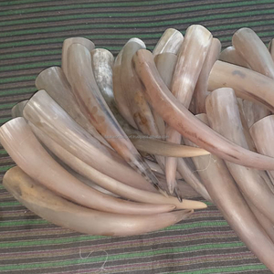 ฮอร์นบูลขนาดใหญ่สำหรับตกแต่งบ้าน - Product Image 5