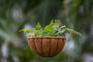 Pot en fibre de coco EcoRoot biodégradable, pot de pépinière en fibre naturelle de Ben Tre, 0,1 kg, pour semis, jardinage, croissance des plantes - Product Image 5