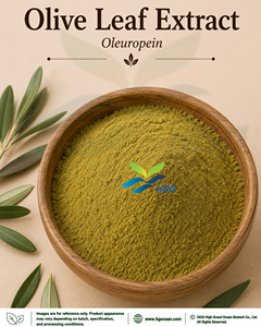 Approvisionnement direct d'usine HGO d'extrait de feuille d'olivier naturel pur (qualité alimentaire) oleuropéine 40% (extrait standardisé) - Product Image 1