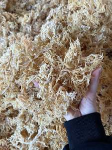<b>Dried</b> Laver Seaweed Chopped 10-20cm Natural Salted Mineral Rich Bulk 0.1-0.5kg Ca Mau GOOD Brand Vietnam Midu Shelf Life 12 - Product Image 2