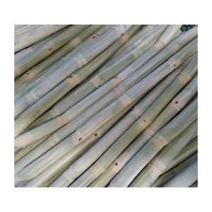 Caña de azúcar congelada al por mayor con precio competitivo de alta calidad de Vietnam | Exportación de caña de azúcar en todo el mundo - Product Image 4