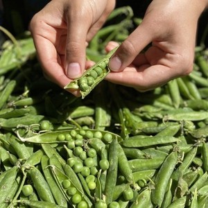 Proteína de Guisante Silvestre en Polvo para Uso Nutracéutico, Grado Alimenticio, Sin Colorantes Artificiales, Sin Sabores/Conservantes, Sin Aditivos - Product Image 5