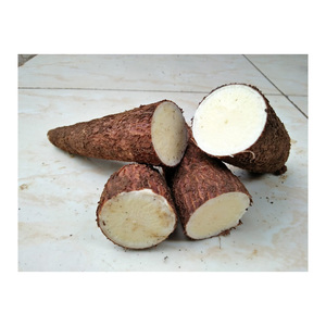 Proveedor mayorista de yuca fresca a granel - Product Image 5