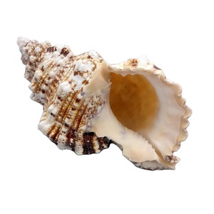 Conchas de concha de rana natural para decoración-Conchas de rana de concha de mar Caracol de Vietnam - Product Image 1