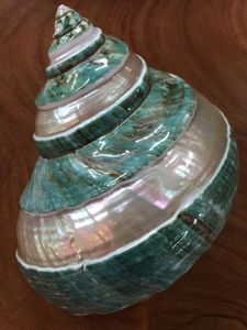 Natural Handmade Seashell Turbo Marmoratus Durable <b>Large</b> Green Blue Polished Home Decoration Craft - Product Image 5
