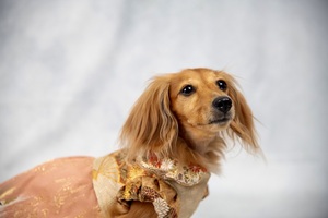Robe pour chien en soie de qualité supérieure, modèle Kikuyose-Tanzaku, artisanat traditionnel haut de gamme avec élégantes manches bouffantes, taille (S) - Product Image 2