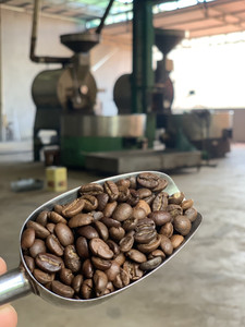 เมล็ดกาแฟโรบัสต้าคั่วแบบขายส่งจากเวียดนาม คุณภาพส่งออก รับผลิตแบรนด์ส่วนตัว |   เซเลสเต นกยุ่น วิลาโคนิค - Product Image 1