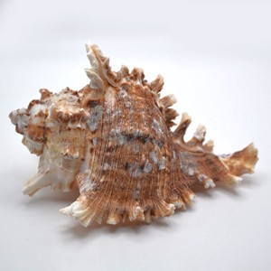 Murex operculum เปลือกหอยเปลือกหอยธรรมชาติสำหรับชายหาด VIBE accents - Product Image 4