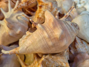 หอยเชิงค์ธรรมชาติแบบอาร์ตเดโค – หอยเชิงค์ศักดิ์สิทธิ์สำหรับพุจ บูชา เป่าลม และตกแต่งบ้านเชิงจิตวิญญาณ |   ข้อเสนอขายส่ง - Product Image 2