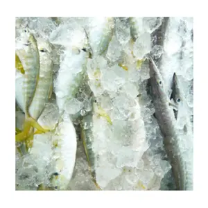 売れ筋 | ベトナムのサプライヤー/Ms.Thi 84 988 872 713から冷凍魚を手頃な価格で標準品質で輸入