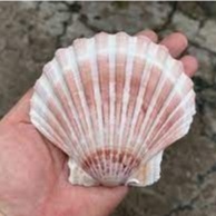 หอยเชลล์ธรรมชาติคละสีจากเวียดนามสำหรับงานฝีมือ DIY // - Product Image 3
