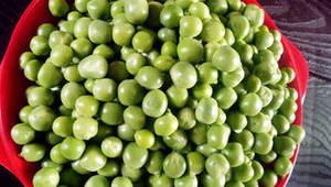 ถั่วลันเตาเขียวอินเดีย ฤดูกาลใหม่ 100% บรรจุกระป๋อง ปอกเปลือก รสเค็ม ดองด้วยน้ำส้มสายชู พรีเมียม เนื้อนุ่ม ผักสวนครัวคุณภาพสูง สำหรับตลาดนานาชาติ - Product Image 3