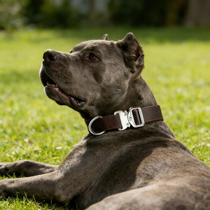 Collares para perros hechos a mano en Pakistán, de cuero trenzado, accesorio ideal para perros activos y actividades al aire libre a bajo precio. - Product Image 2