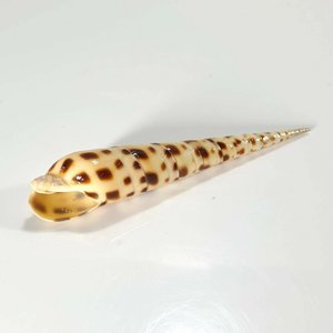 Coquillages de plage pour la décoration d'aquarium, coquillages naturels de mer, coquillages tachetés, prix bas - Product Image 5