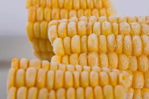 Maïs sucré en conserve de haute qualité du Vietnam-Mme Lucinda - Product Image 2