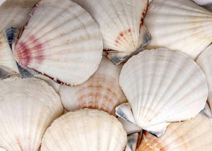 CONCHAS DE MAR PULIDAS PARA JOYERÍA Y PROYECTOS DE ARTE - Product Image 1