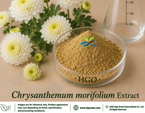 Extracto de Flor de Crisantemo Blanco (Chrysanthemum morifolium) Suministro Directo de Fábrica HGO 4:1 5:1 10:1 20:1 100:1 200:1 Grado Alimenticio - Product Image 1