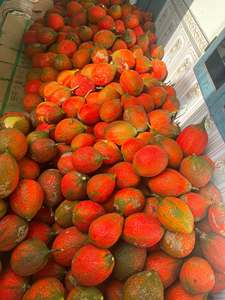 Poudre de fruit de Gac biologique IQF surgelée du Vietnam, qualité supérieure, en vrac, extrait naturel de Momordica Cochinchinensis - Product Image 4